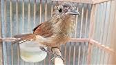 Setelah saya riset di google, ternyata masih banyak orang yang kesulitan untuk membedakan burung lovebird jantan dan betina. Cara Membedakan Flamboyan Jantan Dan Betina Youtube