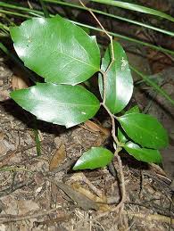 Image result for Scolopia stolzii