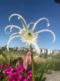 Image result for Ismene narcissiflora