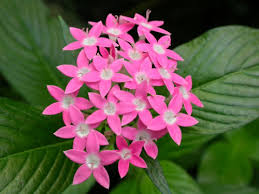 La lluvia de estrellas es una hermosa planta compuesta de muchas ramitas cuyos delgados tallos llevan pequeñas hojas de color verde oscuro y forma redondeada. Estrella Egipcia Pentas Lanceolata Cultivo Propagacion Y Cuidados Flores Flor De Planta