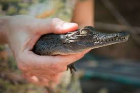 Maybe you would like to learn more about one of these? Misteri Pernikahan Gaib Buaya Putih Vi Kumparan Com