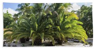 If the item details above aren't accurate or complete, we want to know about it. Pineapple Palm Trees Bath Towel For Sale By Claudia M Photography