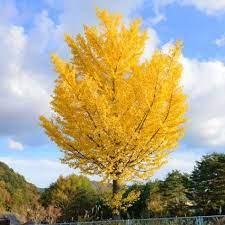 They are covered by a soft, yellow exterior. Ginkgo Biloba Tree
