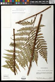 Image result for Megalastrum lanuginosum