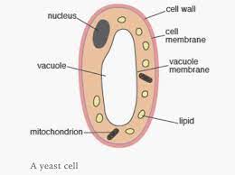 Yeast A Fungus
