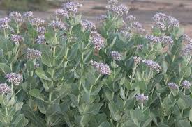 Image result for Calotropis gigantea