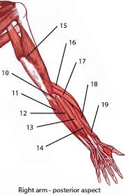 The superficial layer of the posterior compartment contains seven muscles that have a common origin of the supracondylar ridge and laterally epicondyle of the humerus (the. Free Anatomy Quiz Muscles Of The Upper Limb Locations Quiz 1