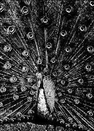They began garnering recognition in. Merzphysics Wikipedia