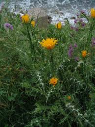 Image result for Monactinocephalus paniculatus