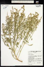 Image result for Laurembergia repens