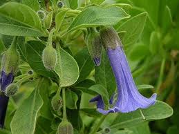 Image result for Iochroma