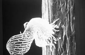 Image result for Striga bilabiata