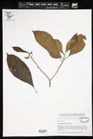 Image result for Eriocaulon teusczii