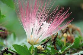 There are a great many different species including the firm favorites, the orchids, as well there are a variety of colors of the passion flower in south american forests from white through to a brilliant red. 22 February 2013 Ivan S Blog
