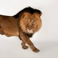 African animals list with pictures and facts. African Lion Facts And Photos