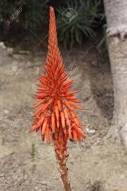 Maybe you would like to learn more about one of these? Orange Aloe Flowers Coastal Garden In Laguna Beach California Stock Photo Picture And Royalty Free Image Image 91325360