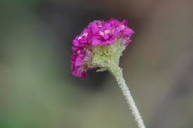 Image result for Boerhavia coccinea