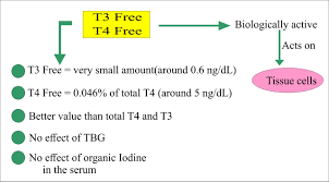 Thyroid - Part 6 - Thyroxine T4 Free T4 - Labpedianet