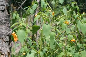 Image result for Impatiens shirensis