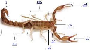 The frequency of such devices is as according to experts, ultrasonic repellers work on rodents as long as the following rules are observed: Toxins Free Full Text Scorpion Toxins Specific For Potassium K Channels A Historical Overview Of Peptide Bioengineering Html