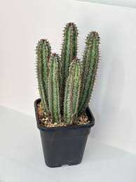 Image result for Euphorbia epicyparissias