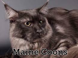 Maybe you would like to learn more about one of these? Bellille Maine Coons Toygers Et Bulldogs Anglais Dans Les Hauts De France