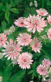 While many flowering shrubs bloom best in full sun, there are plenty of options for shady spots in your yard too. Astrantias Prefer Shade And Grow In Zones 4 9 Ht Depends On The Species 2 3 Slugs Don T Like Astrantia Shade Plants Planting Flowers Beautiful Flowers