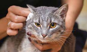 Der veterinär kann auf seine erfahrung zurückgreifen und schätzt das tier und die gegebenen bedingungen ein. Ohrmilben Bei Meiner Katze Was Tun Nutrani