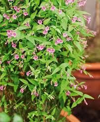 Image result for Jasminum beesianum