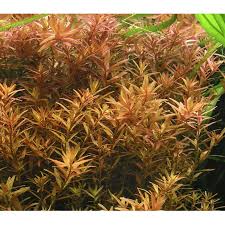 Image result for Rotala submersa