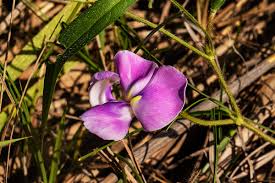 Image result for Vigna vexillata