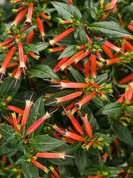 Regular watering may be a must. New Annuals For 2015 Cuphea Plant Hummingbird Plants Plants