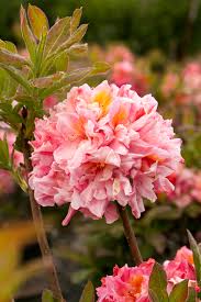 Sunset Pink Azalea Pink Azaleas Azaleas Showy Flowers