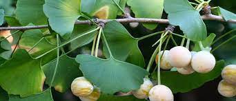 Glycine (глицин).147 мг ginkgo biloba (гинкго билоба, экстракт).13 мг scutellaria baicalensis georgi (шлемник байкальский, экстракт). Nutrisi Khasiat Pohon Ginkgo Biloba Untuk Kesehatan Otak Anda Sehatfresh Com