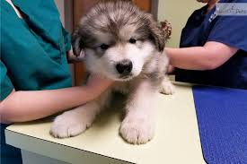 Puppies for sale near me by owner. St Francis Malamutes Alaskan Malamute Puppy For Sale Near Tampa Bay Area Florida A3ead990 38e1