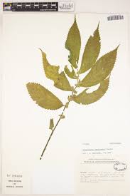 Image result for Acacia welwitschii