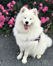 7 cutest dog breeds in the world cute dog pictures cute dogs breeds cutest dog ever