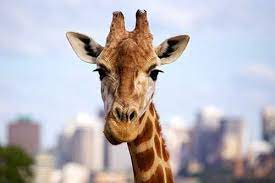 How To Photograph Animals Animal Photography Animals Giraffe Illustration