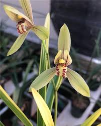 Image result for Cycnium jamesii