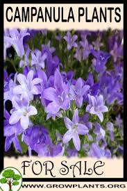 Campanula Plants For Sale All Need To Know Before Buy This Plant Tips Amount Of Water Sun Exposure Planting Season Blooming Season Campanula Plant Plants