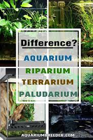 Difference Between Aquarium Terrarium Riparium And Paludarium Garden Terrarium Fish Tank Terrarium Planted Aquarium