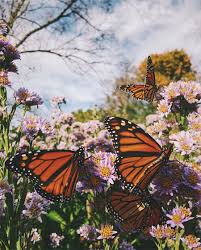 Monarch Butterflies Best Of The Week Nature Aesthetic Nature Photography Flower Aesthetic