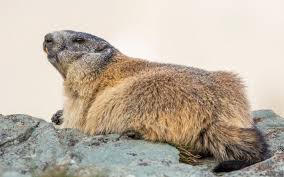 Maybe you would like to learn more about one of these? Pelzige Murmeltiere Aus Den Bergen Tierfotografie Fotoworkshops Christoph Ruisz