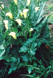 Image result for Zantedeschia aethiopica