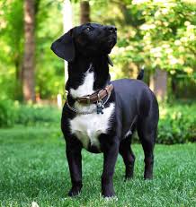 Wir sammeln bis zu 2 anzeigen von hunderten. Fakten Zum Dackel Labrador Mix Hunde Zentrale