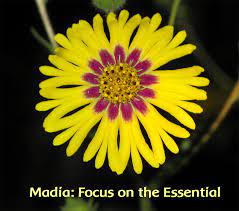 Madia Focus On The Essential Flower Essence Services