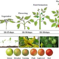 My own organically grown tomatoes always taste better than store bought ones. Demonstration Of The Five Growth Stages Of Tomato And The Different Download Scientific Diagram