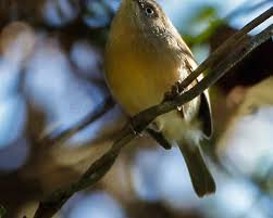 Image result for Newtonia