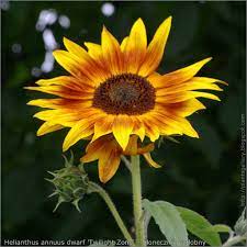 Imgp5107 Helianthus Annuus Dwarf Twilight Zone Slonecznik Ozdobny Twilight Zone Plants Twilight