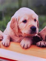 Get directions, reviews and information for global pet foods in toronto, on. Global Pet Foods 19 Reviews Pet Stores 171 Dupont Street Toronto On Phone Number Yelp